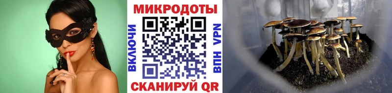 Псилоцибиновые грибы Psilocybine cubensis блэк спрут ссылка Артёмовский